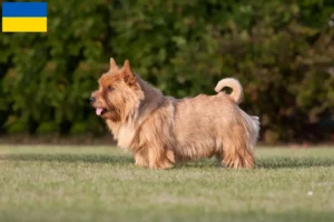 Read more about the article Ukrayna’da Norwich Terrier yetiştiricileri ve köpek yavruları