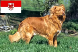Read more about the article Brandenburg’da Nova Scotia Duck Tolling Retriever yetiştiricileri ve köpek yavruları