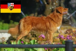 Read more about the article Saarland’da Nova Scotia Duck Tolling Retriever yetiştiricileri ve köpek yavruları