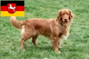 Read more about the article Aşağı Saksonya’da Nova Scotia Duck Tolling Retriever yetiştiricileri ve köpek yavruları