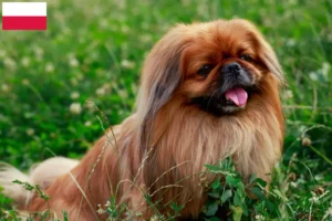 Read more about the article Polonya’da Pekinez yetiştiricileri ve köpek yavruları