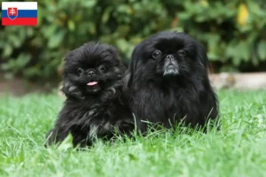 Read more about the article Slovakya’daki Pekinez yetiştiricileri ve köpek yavruları