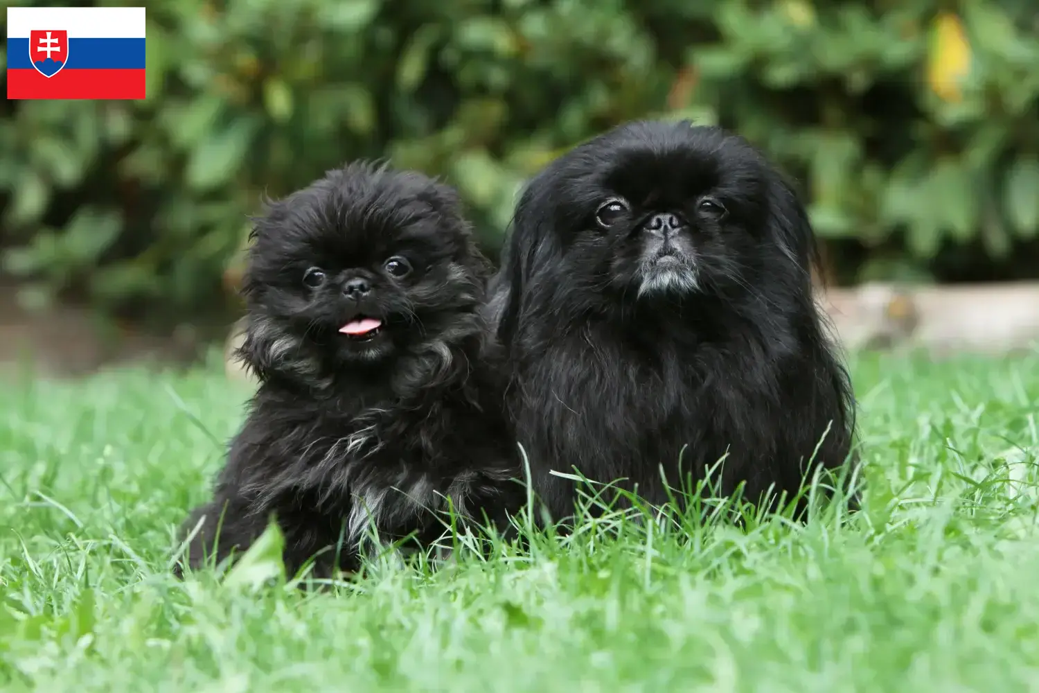 Pekinez yavruları ve yetiştiricileri Slovakya Burada Slovakya'daki Pekingese yetiştiricilerini bulabilirsiniz.