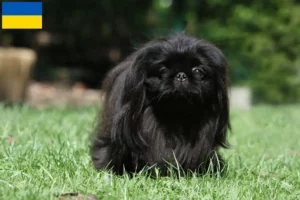 Read more about the article Ukrayna’da Pekinez yetiştiricileri ve köpek yavruları