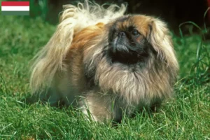 Read more about the article Macaristan’daki Pekinez yetiştiricileri ve köpek yavruları