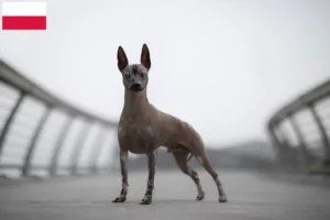 Read more about the article Polonya’da Tüysüz Perulu Köpek Yetiştiricisi ve Yavruları