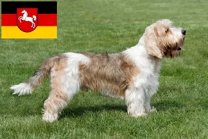 Read more about the article Aşağı Saksonya’da Petit Basset Griffon Vendéen yetiştiricileri ve köpek yavruları