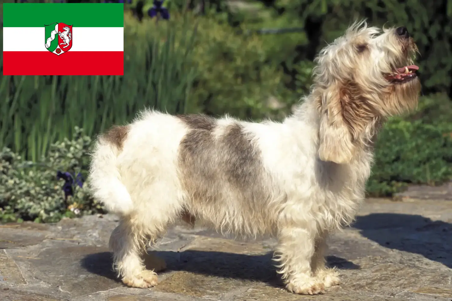Read more about the article Kuzey Ren-Vestfalya’da Petit Basset Griffon Vendéen yetiştiricileri ve köpek yavruları
