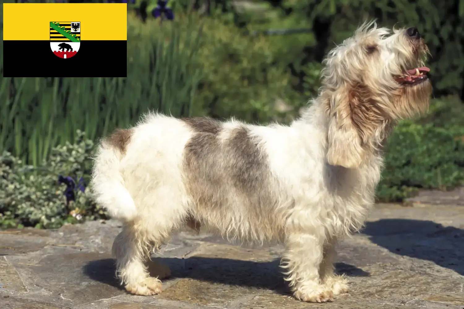 Read more about the article Saksonya-Anhalt’da Petit Basset Griffon Vendéen yetiştiricileri ve köpek yavruları