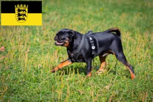 Read more about the article Baden-Württemberg’de Petit Brabançon yetiştiricileri ve köpek yavruları
