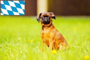 Read more about the article Bavyera’da Petit Brabançon yetiştiricileri ve köpek yavruları