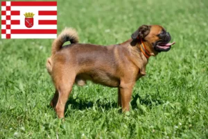 Read more about the article Bremen’de Petit Brabançon yetiştiricileri ve köpek yavruları