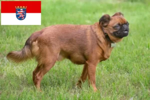 Read more about the article Hessen’de Petit Brabançon yetiştiricileri ve köpek yavruları