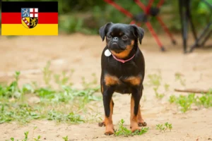 Read more about the article Saarland’da Petit Brabançon yetiştiricileri ve köpek yavruları