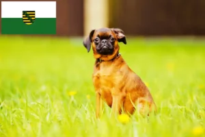 Read more about the article Saksonya’da Petit Brabançon yetiştiricileri ve köpek yavruları