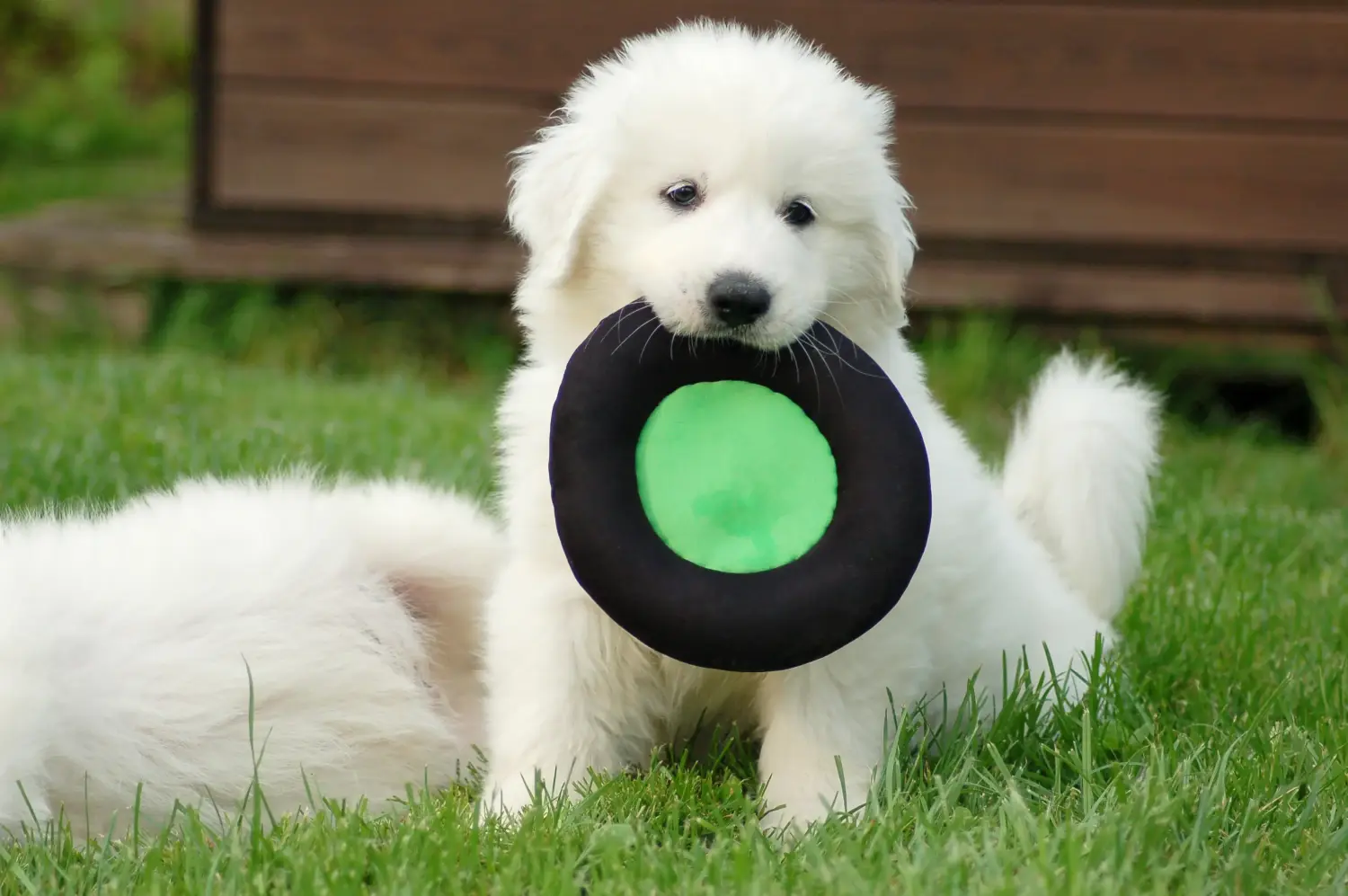 Yavru bir Pyrenean Dağ Köpeği satın almak sorumluluk almak demektir! Pirene Dağ Köpeği yavruları satın alın.
