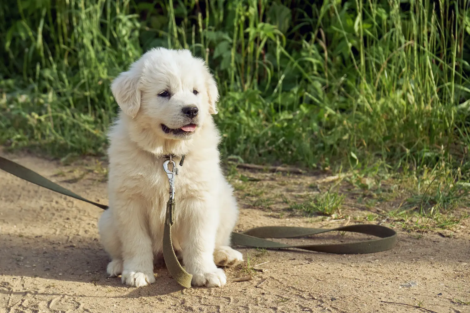 Yavru bir Pyrenean Dağ Köpeği satın almak sorumluluk almak demektir! Pirene Dağ Köpeği yavruları satın alın.
