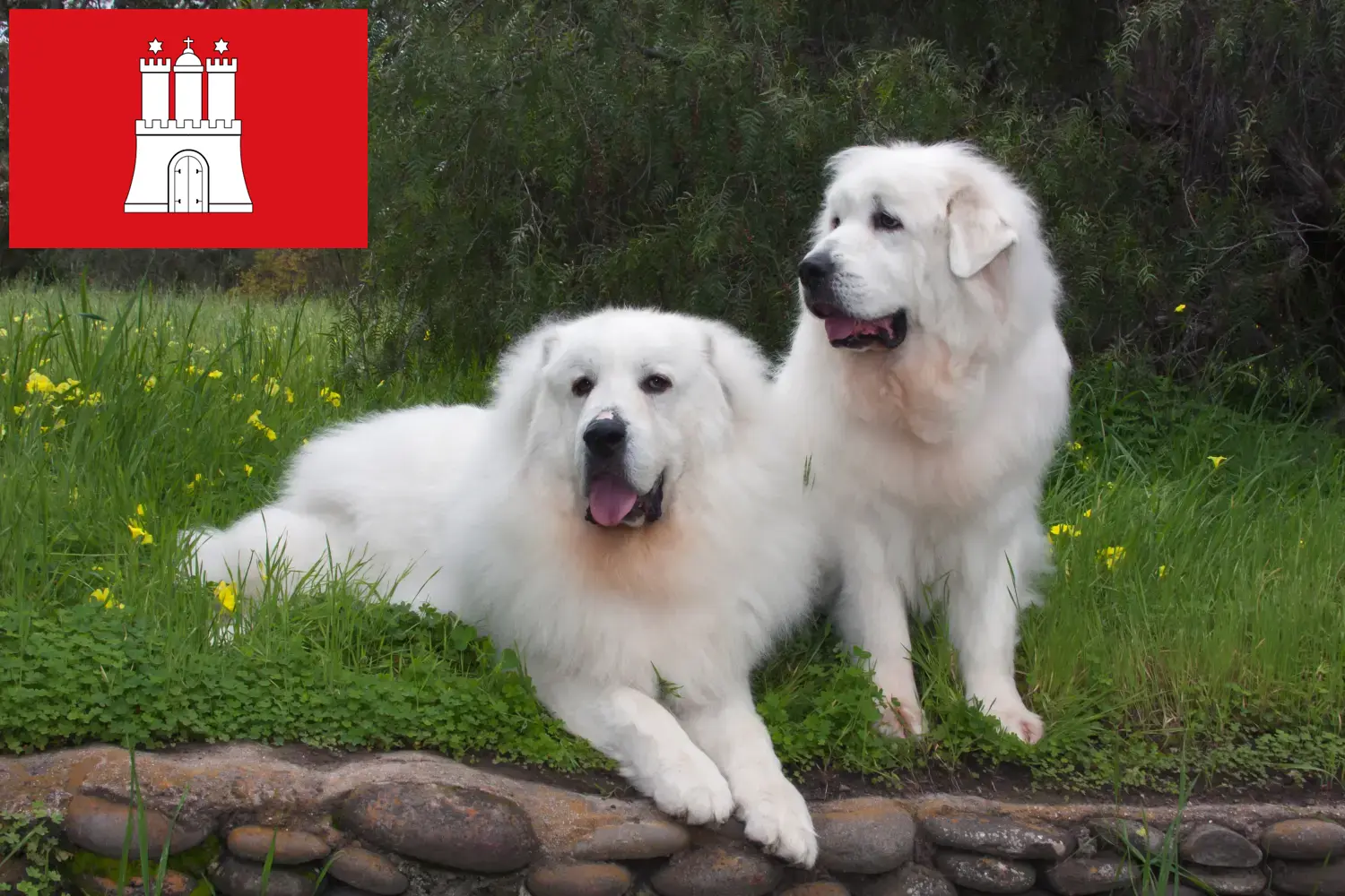 Read more about the article Hamburg’da Pirene Dağ Köpeği Yetiştiricisi ve Yavruları