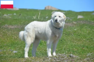Read more about the article Polonya’da Pirene Dağ Köpeği yetiştiricileri ve köpek yavruları