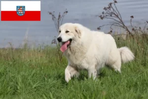 Read more about the article Thüringen’de Pirene Dağ Köpeği Yetiştiricisi ve Yavruları