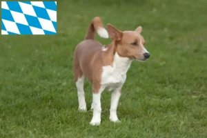 Read more about the article Bavyera’da Podenco yetiştiricileri ve köpek yavruları