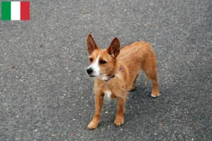 Read more about the article İtalya’da Podenco yetiştiricileri ve köpek yavruları