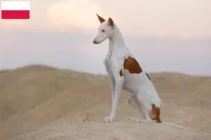 Read more about the article Polonya’da Podenco yetiştiricileri ve köpek yavruları