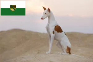 Read more about the article Saksonya’da Podenco yetiştiricileri ve köpek yavruları
