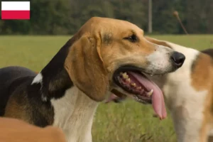 Read more about the article Polonya’da Poitevin yetiştiricileri ve köpek yavruları