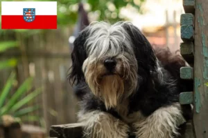 Read more about the article Thüringen’deki PON yetiştiricileri ve yavru köpekler