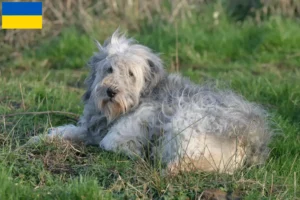 Read more about the article Ukrayna’da PON yetiştiricileri ve yavru köpekler