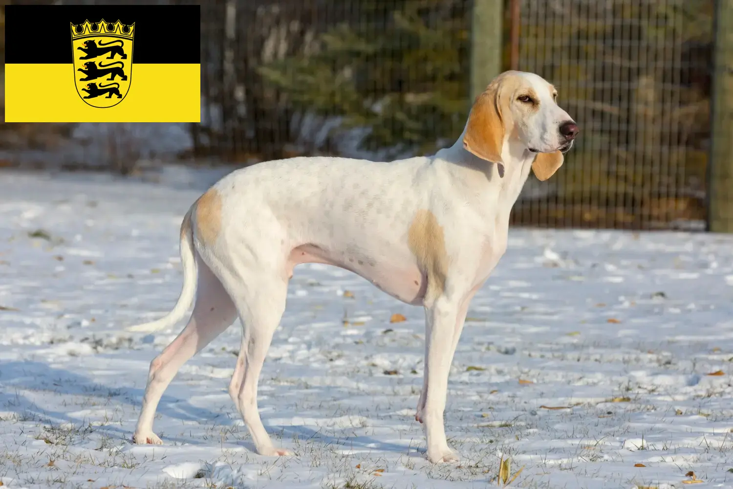 Read more about the article Baden-Württemberg’de Porcelaine yetiştiricileri ve köpek yavruları