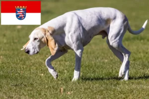 Read more about the article Hessen’de Porcelaine yetiştiricileri ve köpek yavruları