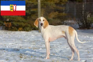 Read more about the article Schleswig-Holstein’da Porcelaine yetiştiricileri ve köpek yavruları