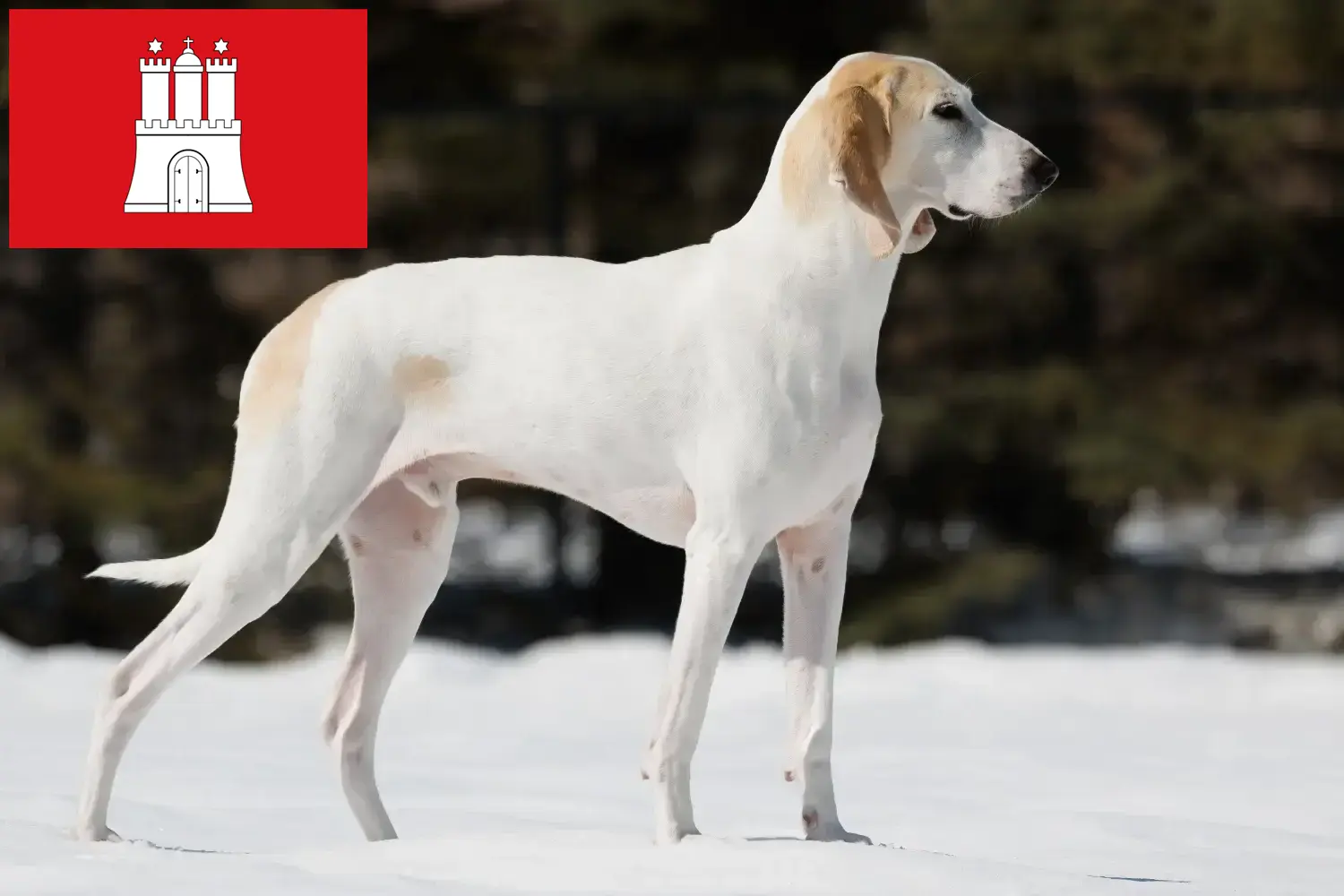 Porcelaine yavru köpek ve yetiştiricileri Hamburg Burada Hamburg'daki Porcelaine yetiştiricilerini bulabilirsiniz.