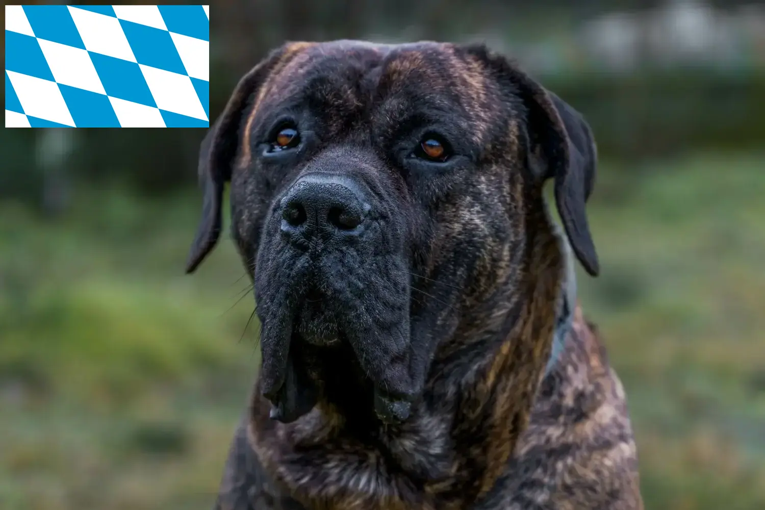 Read more about the article Bavyera’da Presa Canario yetiştiricileri ve köpek yavruları