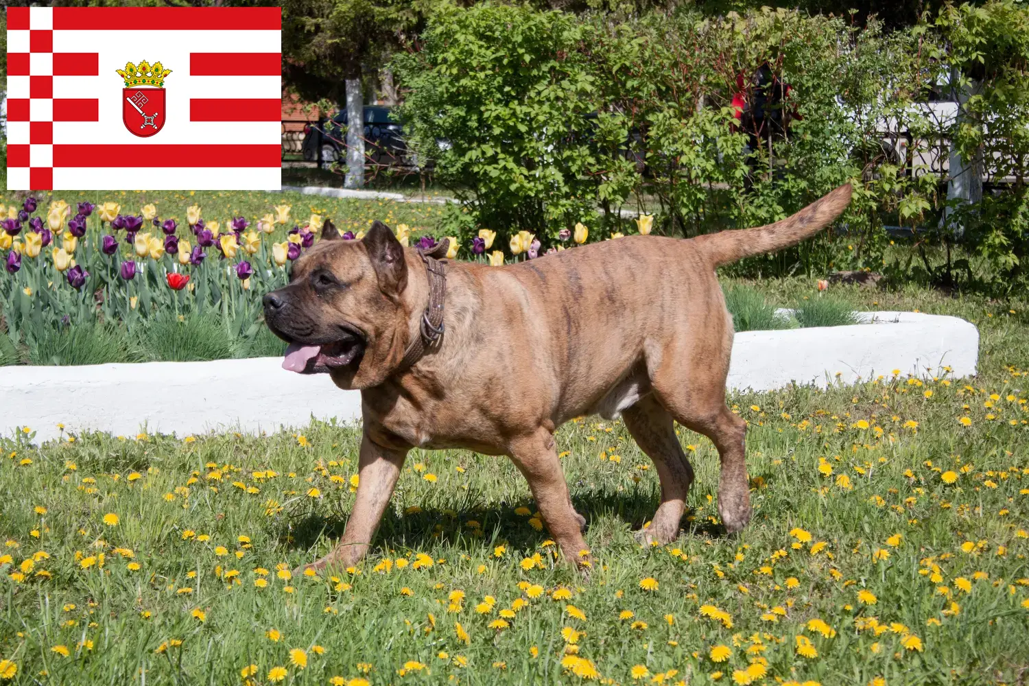 Read more about the article Bremen’de Presa Canario yetiştiricileri ve köpek yavruları