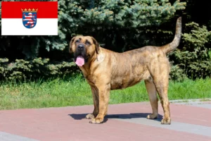 Read more about the article Hessen’de Presa Canario yetiştiricileri ve köpek yavruları