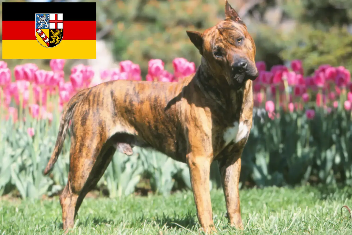 Read more about the article Saarland’da Presa Canario yetiştiricileri ve köpek yavruları