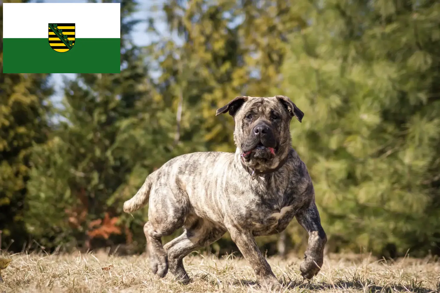 Read more about the article Saksonya’da Presa Canario yetiştiricileri ve köpek yavruları
