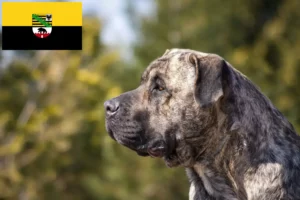 Read more about the article Saxony-Anhalt’da Presa Canario yetiştiricileri ve köpek yavruları
