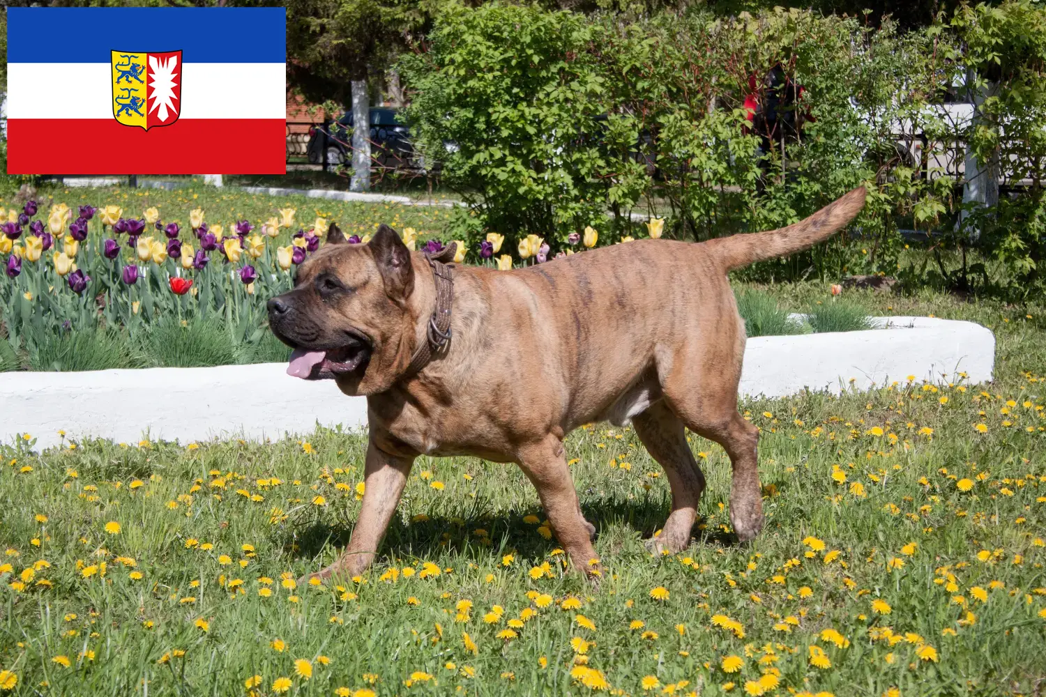 Read more about the article Schleswig-Holstein’da Presa Canario yetiştiricileri ve köpek yavruları