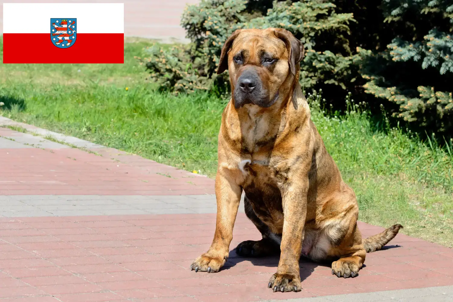 Read more about the article Thüringen’de Presa Canario yetiştiricileri ve köpek yavruları