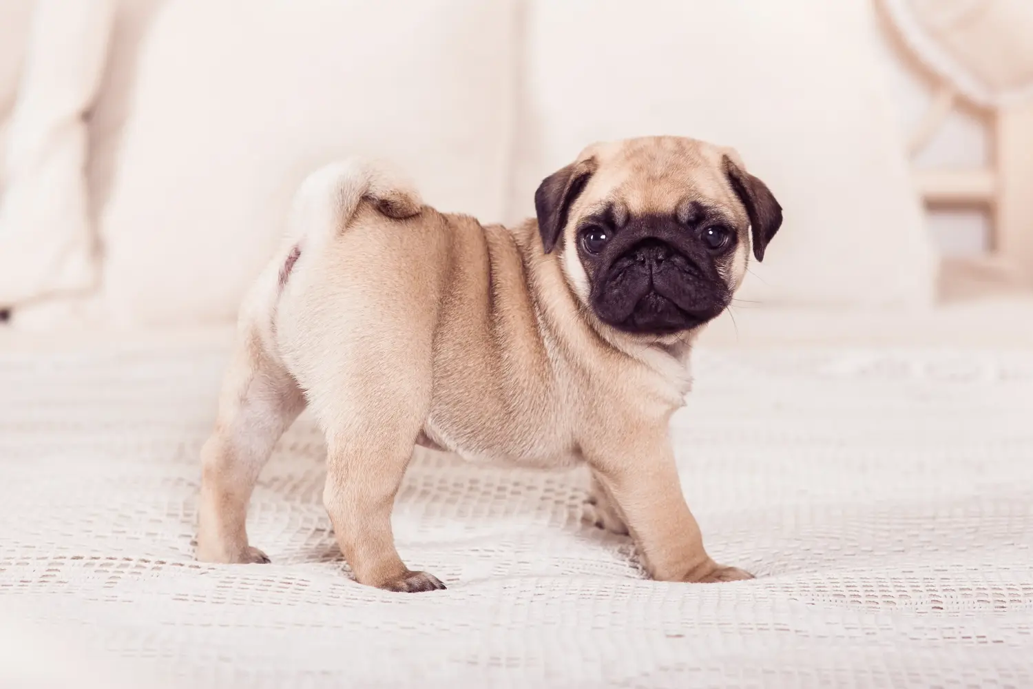 Bir pug yavrusu satın almak sorumluluk almak demektir! Pug yavrusu al.