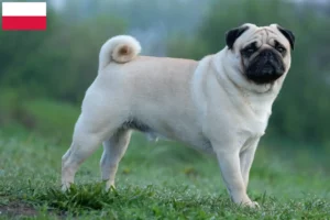 Read more about the article Polonya’da Pug yetiştiricileri ve köpek yavruları