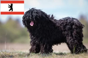 Read more about the article Berlin’de Puli yetiştiricileri ve yavru köpekler