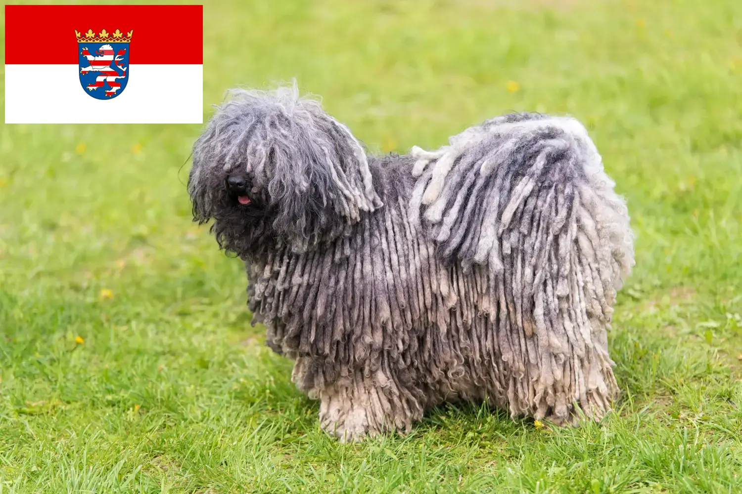 Read more about the article Hessen’de Puli yetiştiricileri ve köpek yavruları