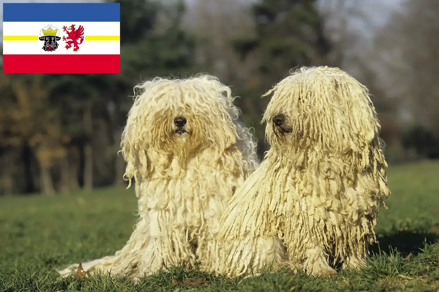Read more about the article Mecklenburg-Vorpommern’de Puli yetiştiricileri ve köpek yavruları