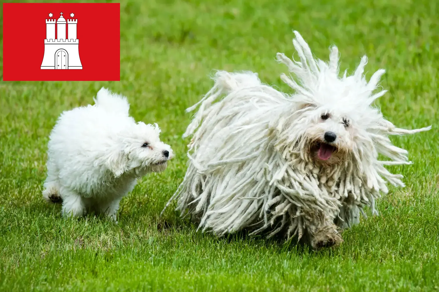 Read more about the article Hamburg’da Puli yetiştiricileri ve köpek yavruları