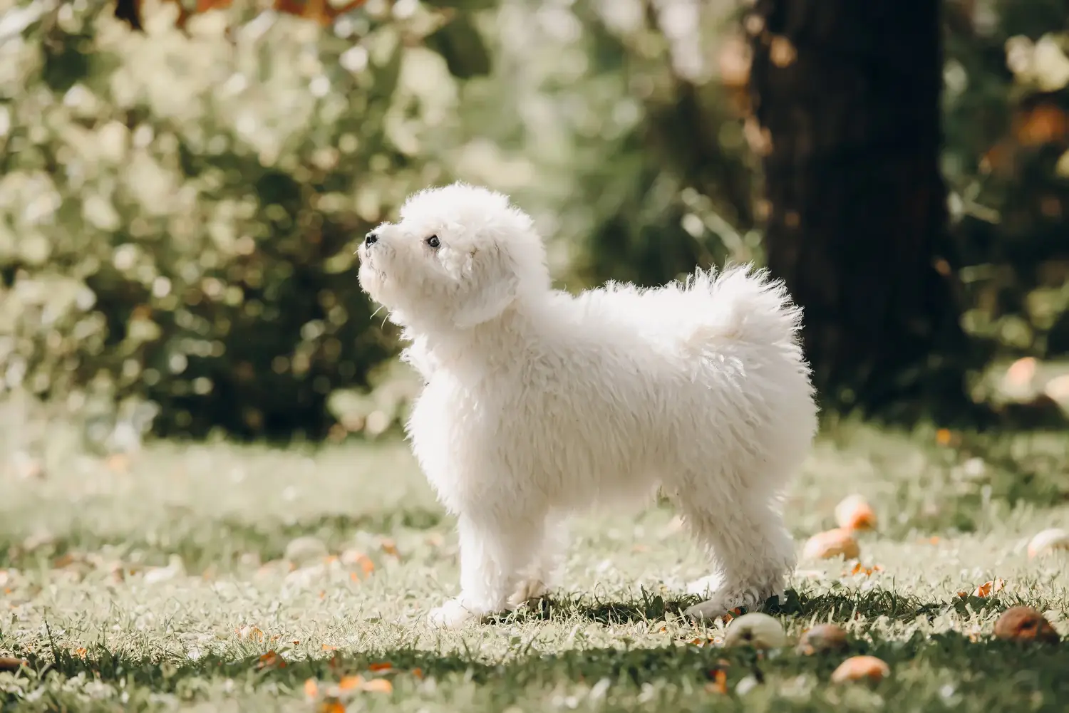 Bir Puli yavrusu satın almak sorumluluk almak demektir! Puli yavru köpekleri satın alın.